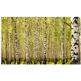  Tapeta - Birch forest 450x270 | shoptok.hr