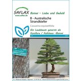 Saflax Bonsai - avstralski obmorski bor | Shoptok.si