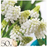 Plant in a Box Armenska hrušica - 50 kos - Muscari 'White Magic' - Cvetne čebulice - Pamet, (21755730) Cene
