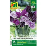 AUSTROSAAT Triumph tulipani "Plum Puding"