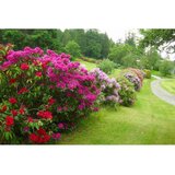  Rhododendron mix - c4 l - 30/40 cm Cene