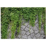  Tapeta - Green wall 350x245 | shoptok.hr