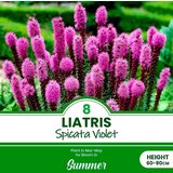 Royal De Ree Lukovica Kraljevski klas, liatris - Liatris Spicata Violet 8/1 Cene