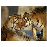  Tapeta - Unconditional love 350x270 | shoptok.hr