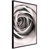  Poster - Structure of Petals 20x30 | shoptok.hr