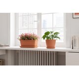 Artevasi Podstavek za cvetlični lonec iz terakote ø 17 cm – | Shoptok.si
