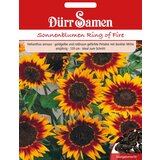 Dürr Samen sončnice Ring of Fire | Shoptok.si