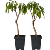 Plant in a Box breskovca - 2 kos - prunus &#039;bonanza&#039; - vi&scaron;ina 60-70cm - ⌀15cm, (21757769) cene