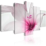  Slika - Amarylis: Pink Charm 200x100 Cijene