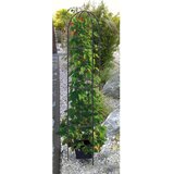 Garden Pleasure Podpora za rastline na prostem - | Shoptok.si