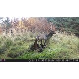 OXE Lovska kamera Gepard II, lovski detektor in sončna plošča + 32GB kartica SD in 6 baterij! | Shoptok.si
