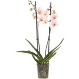 Plant in a Box falenopsis - phalaenopsis - višina 50-60cm - ⌀12cm, (21758210) Cene