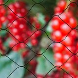 Nature Mreža za Zaštitu od Ptica "Primo" 10x4 m Crna 6030406 Cijene