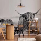  Foto tapeta - Highland Cattle 343x256 Samoljepljiva | shoptok.hr