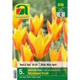  Botanični tulipani Giuseppe Verdi - 5 čebul. cene