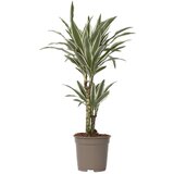 Plant in a Box Dracena - Dracaena deremensis 'White Stripe' - Višina 60-70cm - ⌀17cm, (21758075) | Shoptok.si