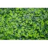 Bolzz zeleni zid 3D nature 50X50 cm bolzzidnature | Eponuda.com