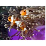  Tapeta - Clownfish 200x154 | shoptok.hr