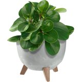 KADAX cvetlični lonec 24 cm pokrov + vstavljive noge stojalo za rože iz plute, sivo, (5000353170) | Shoptok.si