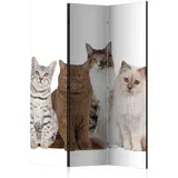 Paravan Sweet Cats, 3-Delni, Dvostranski
