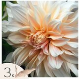 Plant in a Box korenine dalije - 3 kos - dahlia 'cafe au lait' - cvetne čebulice, (21757505) Cene