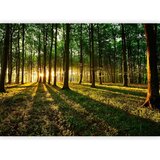  Foto tapeta - Mystical Morning 450x315 Premium | shoptok.hr
