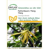Saflax Drevo cananga / Ylang Ylang Cene