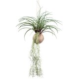 Modern Living Umetna Rastlina Tilandsia Stricta Ii Cene