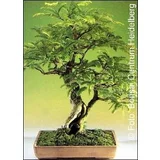 TROPICA Tamarind