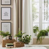 Modern Living Okrasna Rastlina Farn Ii | Shoptok.si