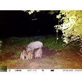 Keepguard Lovska kamera KG795W in klasični daljnogled FOMEI 7-21x40 ZCF Zoom + 32GB SD kartica in 8 baterij! | Shoptok.si