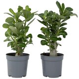 Plant in a Box tolsti adenij - 2 kos - adenium obesum - višina 25-40cm - ⌀10,5cm, (21758141) Cene