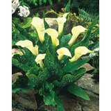 Royal De Ree Lukovica Kala - Calla Albomaculata 2/1 | ePonuda.com