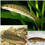 Akvarijum Centar Gyrinocheilus aymonieri Cene