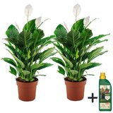Plant in a Box spatifil - 2 kos - spathiphyllum 'lima' - višina 60-75cm - ⌀17cm, (21757930) Cene