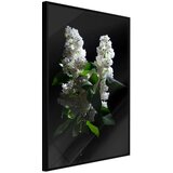  Poster - White Lilac 30x45 Cijene