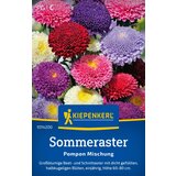KIEPENKERL Callistephus chinensis "Pompon mešanica" - 1 pkt. | Shoptok.si