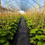  na folija proti plevelu 50m², talna folija PP črna 50 x 1m | Shoptok.si