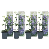 Plant in a Box srobot - 4 kos - clematis hybrid &#039;taiga&#039; - vi&scaron;ina 25-40cm - ⌀9cm, (21757461) cene