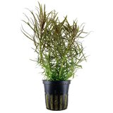 Rainforest pogostemon stellata | ePonuda.com
