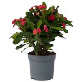 Plant in a Box Rdeči mleček - Euphorbia 'Milii' - Višina 25-35cm - ⌀13cm, (21758165) u
