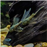 Akvarijum Centar Ancistrus sp. - Ancistrus crni slajer | ePonuda.com