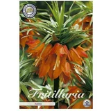  cvjetne lukovice Fritillaria Imperialis Rubra (Narančasta, Botanički opis: Fritillaria)