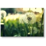  Slike na platnu cveće (moderne slike na platnu) | ePonuda.com