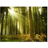  Tapeta - Pine forest 300x231 | shoptok.hr