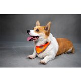 INF Odsevna rutka za hišne ljubljenčke, nastavljiva velikost Orange S, (5000124431) | Shoptok.si