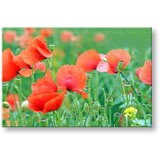  Slike na platnu cveće | ePonuda.com