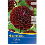 KIEPENKERL Lukovice jesenskog cvijeća (Dahlia 'Dark Spirit', 1 Kom.) | shoptok.hr