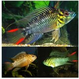 Akvarijum Centar apistogramma hoignei | ePonuda.com