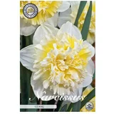  cvjetne lukovice Narcisa Double Ice King (Bijela, Botanički opis: Narcissus)